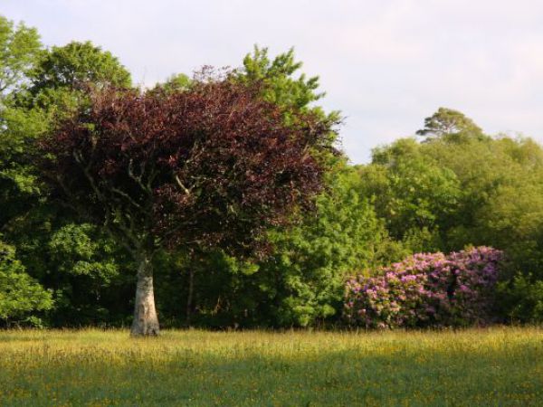 (Photo:) Park w Muckross House