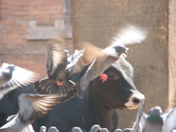 (Photo:) Durbar Square