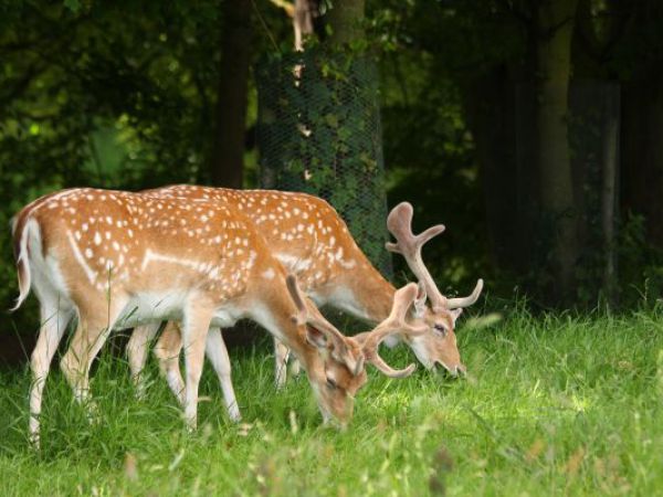 (Photo:) Phoenix Park