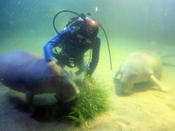 (Photo:) oceanarium w Ancol