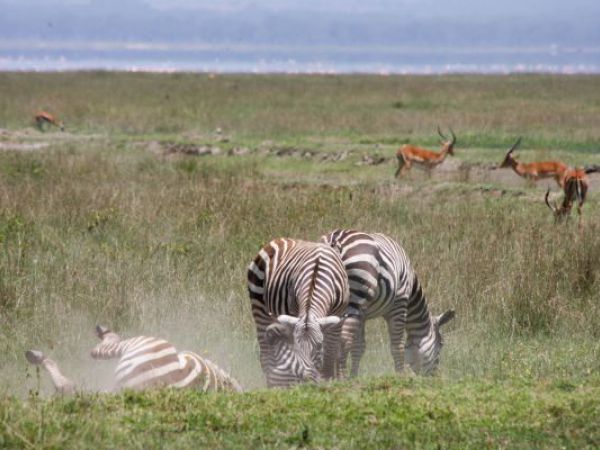 (Photo:) w Parku Nakuru