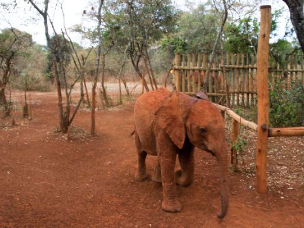 (Photo:) słoniki wracają z buszu
