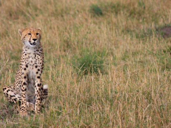 (Photo:) gepard