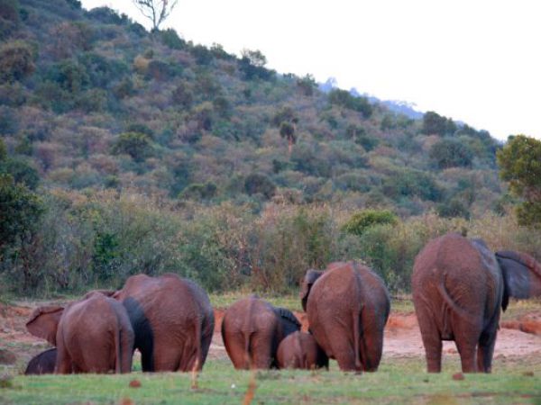 (Photo:) wracając z parku natknęliśmy sie na stado słoni