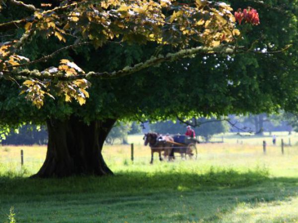 (Photo:) Park w Muckross House