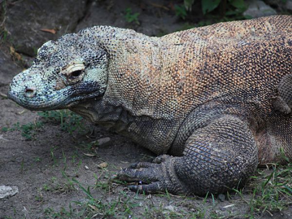 (Photo:) waran z Komodo -zoo