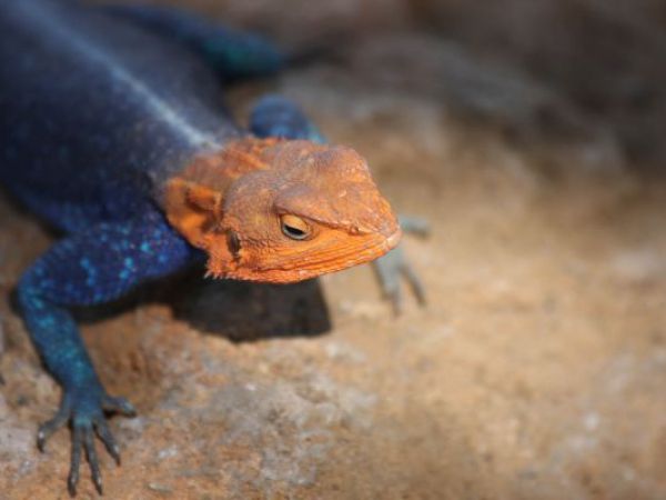 (Photo:) agama zcerwonogłowa
