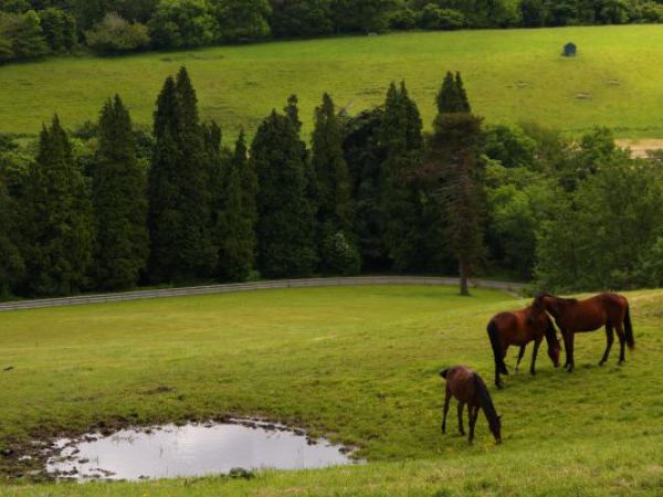 (Photo:) ogrody w Powerscourt