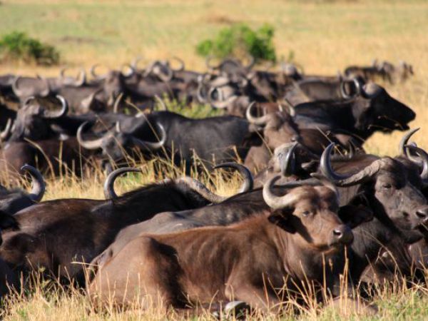 (Photo:) gnu przygotowują sie do wielkiej migracji