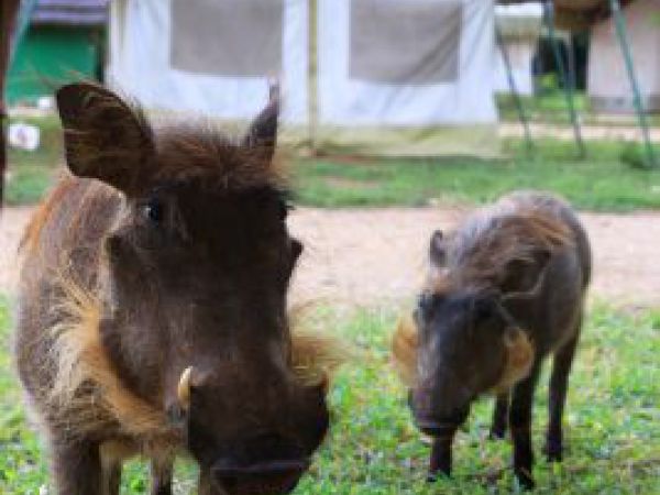 (Photo:) wizyta dzikich świń w naszym namiocie