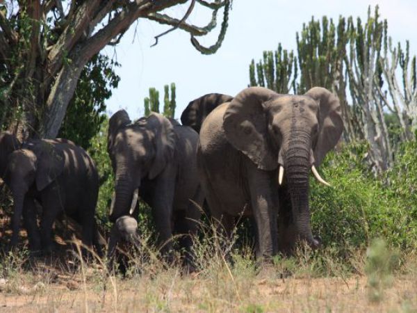 (Photo:) w drodze powrotnej napotkaliśmy stado słoni