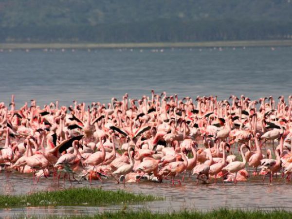 (Photo:) flamingi