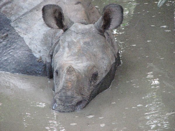 (Photo:) nosorożce