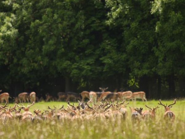 (Photo:) Phoenix Park