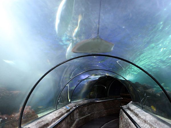 (Photo:) oceanarium w Ancol