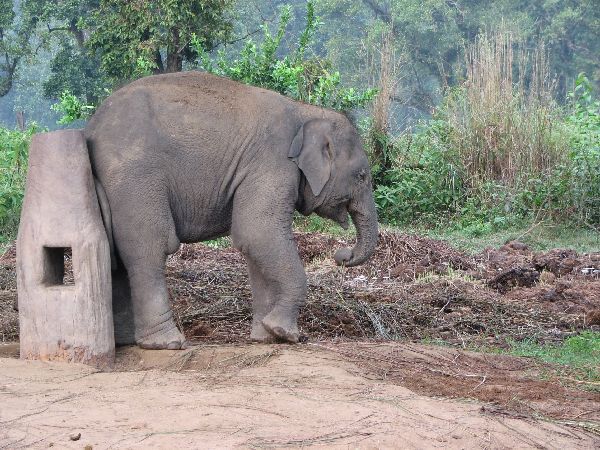 (Photo:) w ośrodku rozrodczym słoni