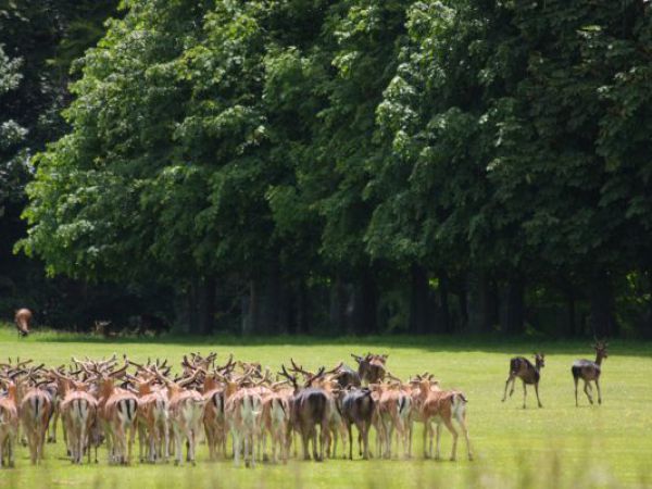 (Photo:) Phoenix Park