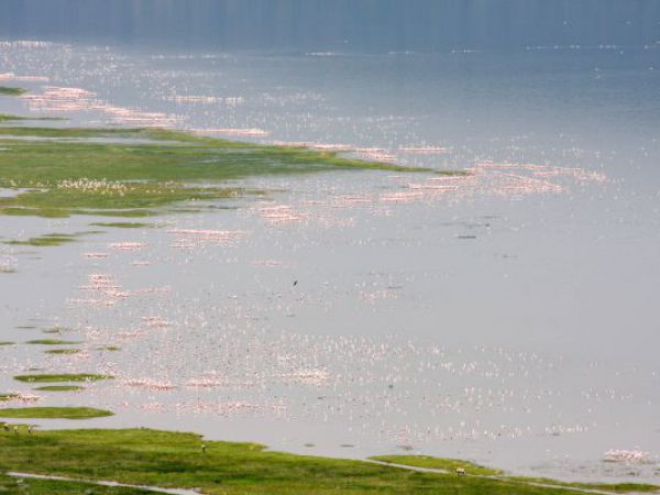 (Photo:) jezioro z flamingami