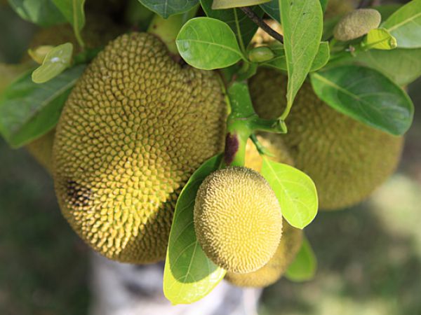 (Photo:) durian