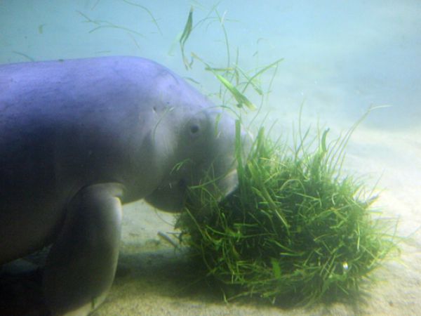 (Photo:) oceanarium w Ancol