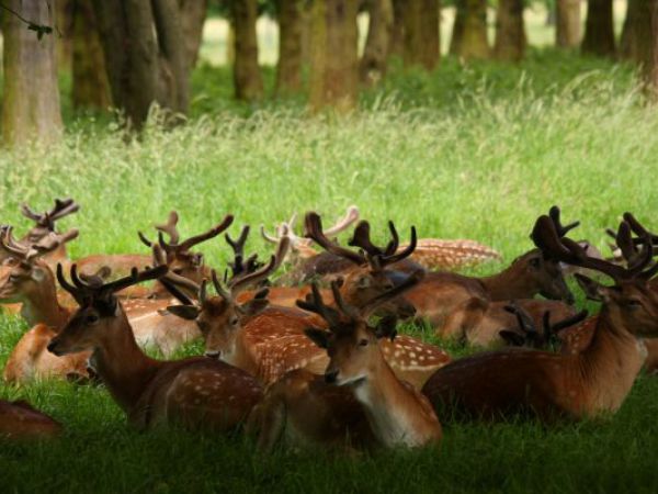 (Photo:) Phoenix Park