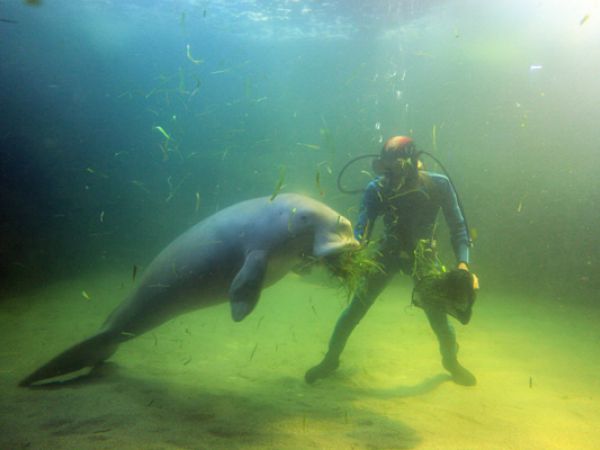 (Photo:) oceanarium w Ancol