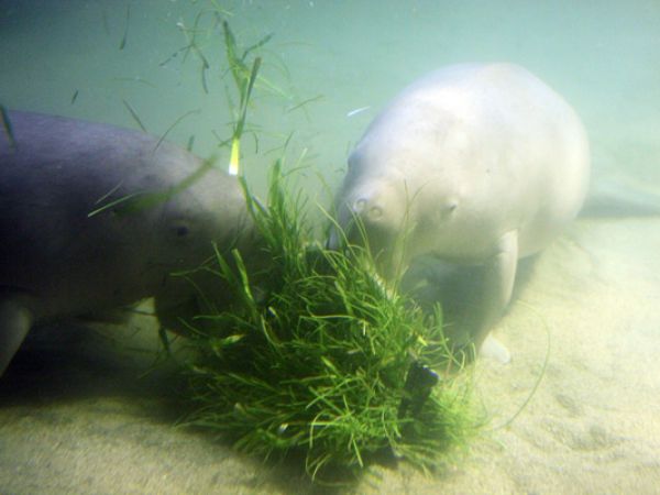 (Photo:) oceanarium w Ancol